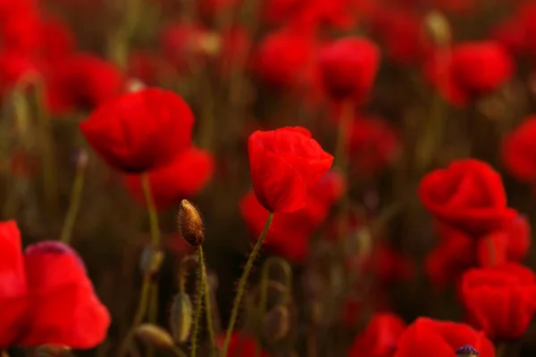 花赤いケシが野に咲く 選択的な焦点を当てた美しいフィールドレッドのポピー 柔らかい光の中で赤いケシ オピウムのケシ 天然薬だ 赤いケシのグレード ロンリーケシ ソフトフォーカスブラー — ストック写真