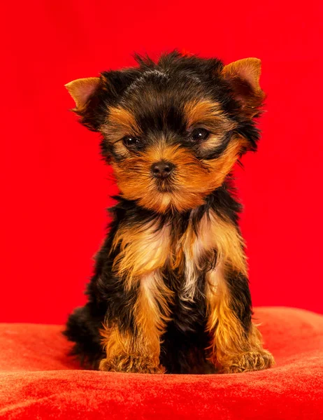 Yorkirsky Terrier Estudio Sobre Fondo Negro Encantador Con Hermoso Pelo —  Fotos de Stock