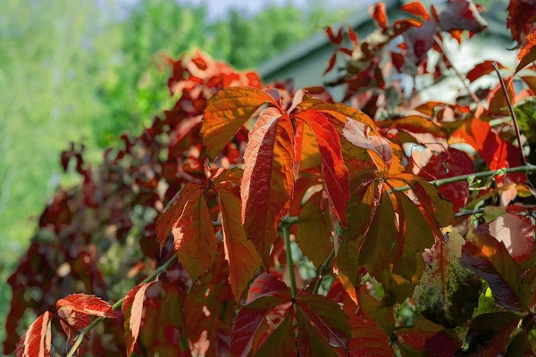 Folhas Vermelhas Outono Uvas Silvestres Penduradas Cerca Fundo Outono Bonito — Fotografia de Stock