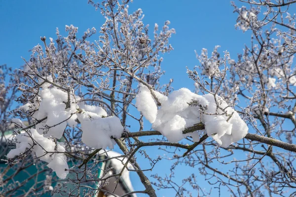 美丽的冬季风景场景背景是雪覆盖的树木和冰河 美丽阳光明媚的冬季背景 雪林中的霜冻树木 宁静的冬日自然在阳光下 — 图库照片