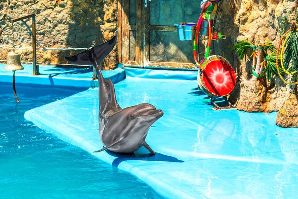在晴朗的阳光明媚的日子里 美丽的海豚在游泳池边的表演中玩耍 — 图库照片