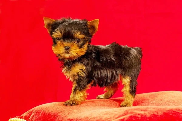 Yorkirsky Terrier Estudio Sobre Fondo Negro Encantador Con Hermoso Pelo —  Fotos de Stock