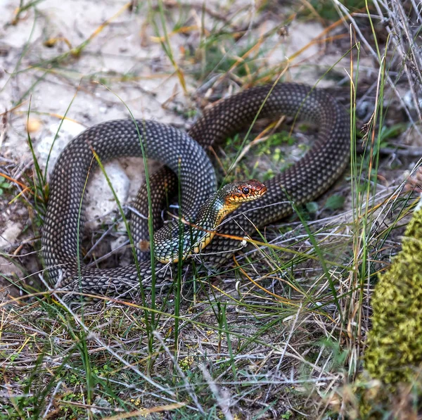 Serpente Barriga Amarela Banhar Sol Numa Fenda Pedra Maior Cobra — Fotografia de Stock