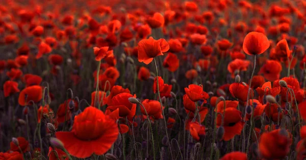 Flowers Red Poppies Blossom Wild Field Beautiful Field Red Poppies — Stock Photo, Image