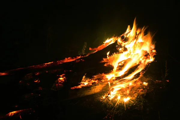 Orman Yangını Düşmüş Ağaç Duman Zaman Zemin Çok Üzerinde Yanmış — Stok fotoğraf