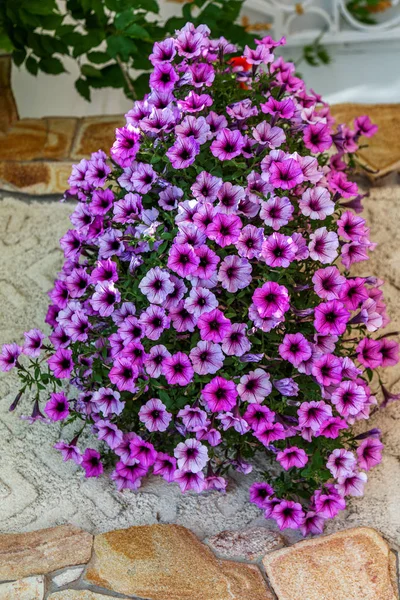 Flores Coloridas Brilhantes Petúnia Potenciômetro Flor Pendurado Parede Como Ornamento — Fotografia de Stock