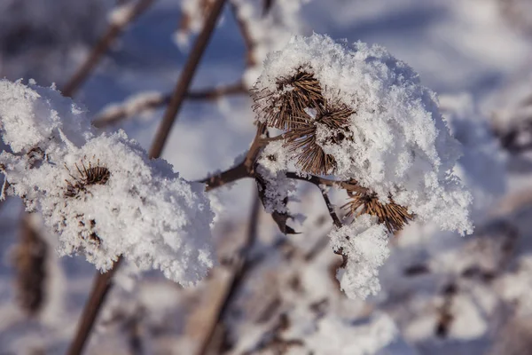 Vackra Vinter Landskap Scen Bakgrund Wit Snötäckta Träd Och Ice — Stockfoto