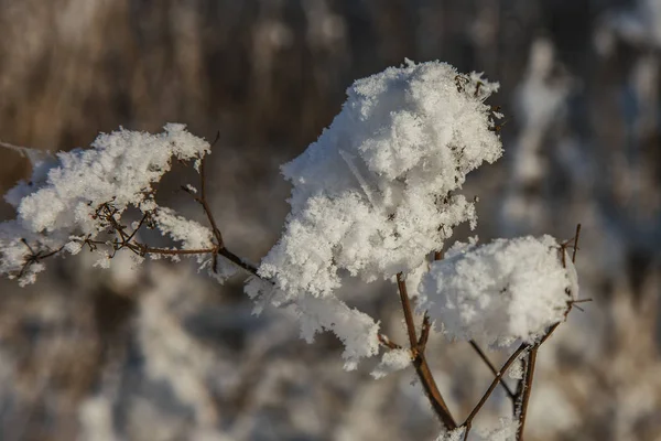 Vackra Vinter Landskap Scen Bakgrund Wit Snötäckta Träd Och Ice — Stockfoto