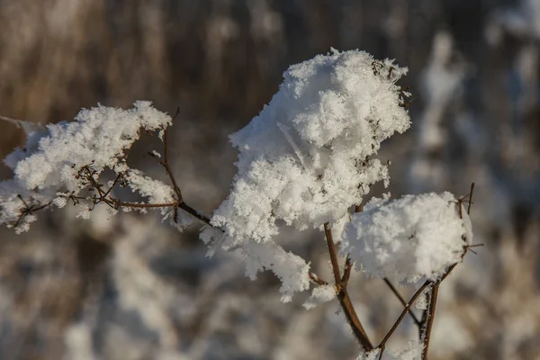 Bellissimo Paesaggio Invernale Scena Sfondo Con Alberi Ricoperti Neve Ghiaccio — Foto Stock