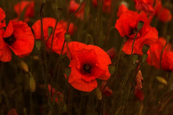 Fleurs Les Coquelicots Rouges Fleurissent Sur Les Champs Sauvages Beau — Photo