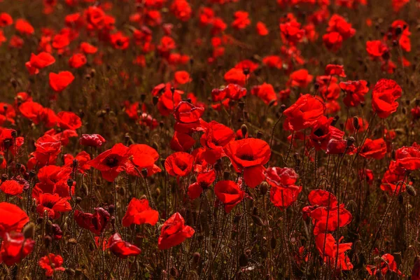 Rote Mohnblumen Auf Dem Frühlingsfeld Bei Strahlendem Sonnenschein — Stockfoto