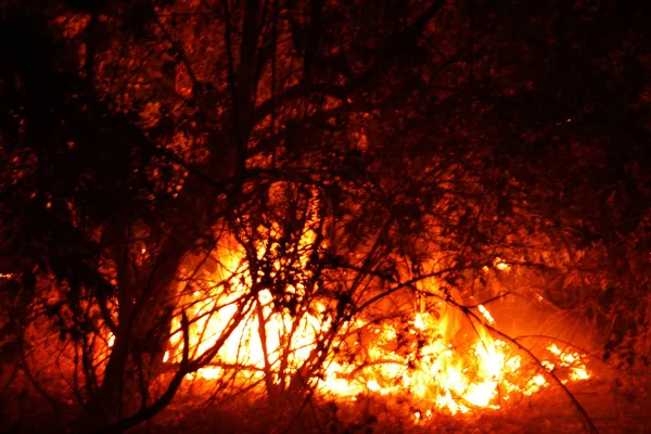 Fuego Forestal Árbol Caído Quema Suelo Mucho Humo Cuando Vildfire —  Fotos de Stock