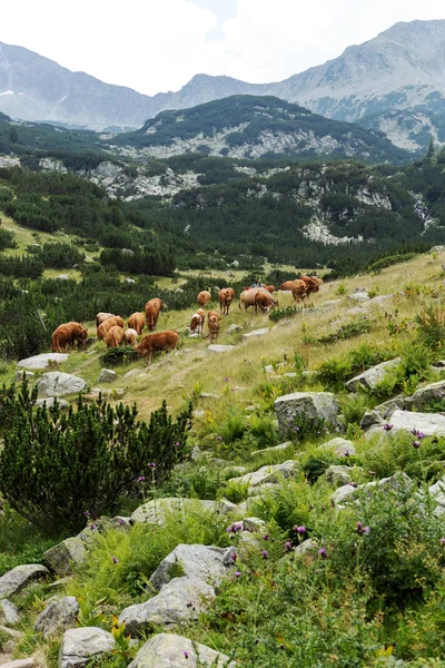 Peisaj Idilic Vară Munți Vaci Pășunând Pășuni Muntoase Verzi Proaspete — Fotografie, imagine de stoc