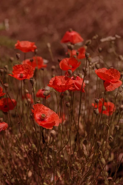 Blüht Roter Mohn Auf Wildem Feld Schöne Rote Feldmohn Mit — Stockfoto