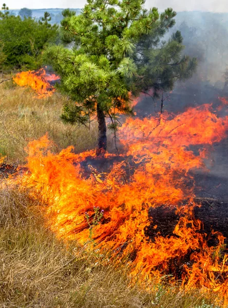 Seca Severa Incêndios Florestais Vento Seco Destroem Completamente Floresta Estepe — Fotografia de Stock