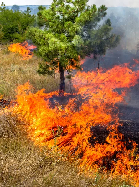 Severe Drought Forest Fires Dry Wind Completely Destroy Forest Steppe — Stock Photo, Image