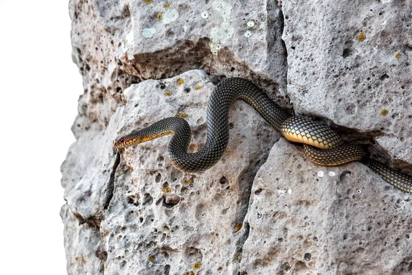 黄腹蛇在石头裂缝中晒太阳 欧洲最大的蛇 高达2 非常好斗的蛇 选择性对焦 移动攻击 — 图库照片