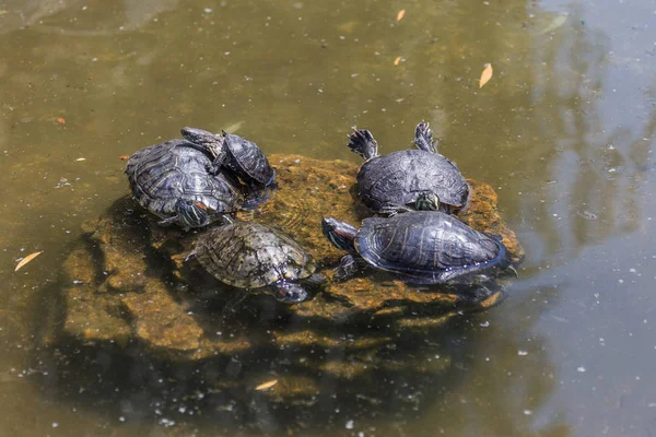 Een Obaknovennaya Marsh Schildpad Uit Het Water Van Vijver Van — Stockfoto