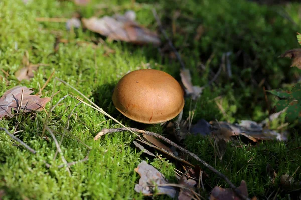 Hermoso Hongo Boletus Bosque Coníferas Otoño Enfoque Selectivo Marco Artístico —  Fotos de Stock