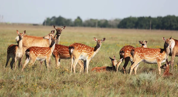 Una Manada Ciervos Manchados Una Estepa Salvaje Ciervo Cervus Nippon —  Fotos de Stock