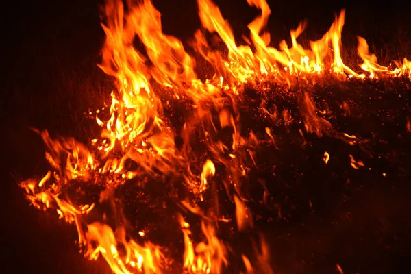 Fuego Forestal Árbol Caído Quema Suelo Mucho Humo Cuando Vildfire — Foto de Stock