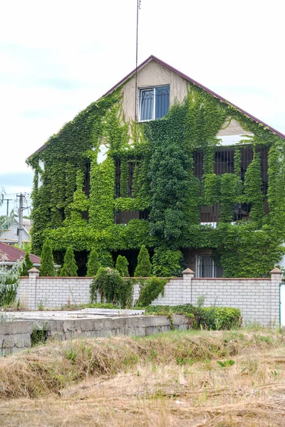 Modern House Covered by Green Ivy. Green curling ivy grows on wall of house. The windows of house look out from ivy-covered walls of house. Ecology and green living in city, urban environment concept