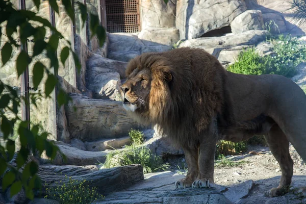 Lion Stolthet Ser Stilig Mäktiga Lejonet Kungen Bestar Afrikanska Lejon — Stockfoto