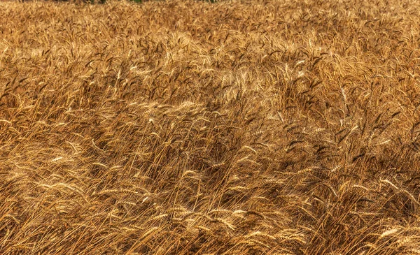 Zralé Suché Obilné Pole Před Sklizní Zlatý Zralé Pšenice Klesá — Stock fotografie