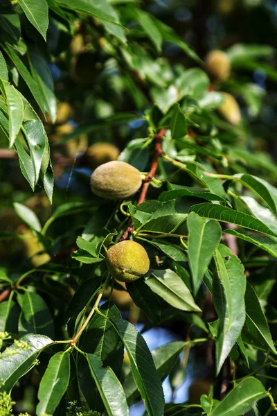 青奶杏仁生长在杏树上 新的绿色坚果 树上的杏仁作物 — 图库照片