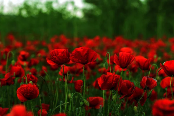 無人の野の花が赤いケシ 選択的なフォーカスを持つ美しいフィールド赤いケシ 柔らかな光で赤いケシの花 赤いケシの空き地 調子を整えます 暗い低いキーで創造的な処理 — ストック写真