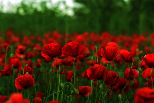 Bloemen Rode Papavers Bloesem Wilde Velden Mooie Veld Rode Papavers — Stockfoto