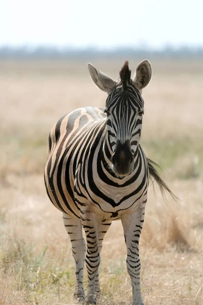 Zebra Pastando Nas Pastagens Vivo Safari Deserto Nacional Bio Askania — Fotografia de Stock