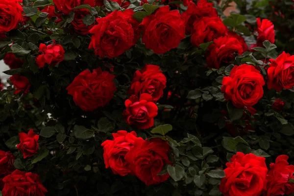 Hermosas Rosas Frescas Naturaleza Fondo Natural Gran Inflorescencia Rosas Arbusto —  Fotos de Stock