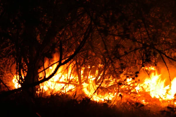 森林火災 倒れた木が焼けて煙時の地面の多くの Vildfire 火災は すべて去ることだけ焦げた木とアッシュを破棄します 森が燃えては自然災害です 森林火災の可視化 — ストック写真