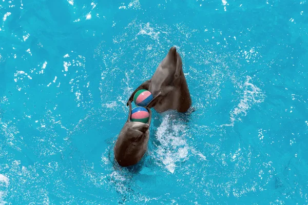 Grupo Hermosos Delfines Nadando Felizmente Agua Azul Piscina Día Soleado — Foto de Stock