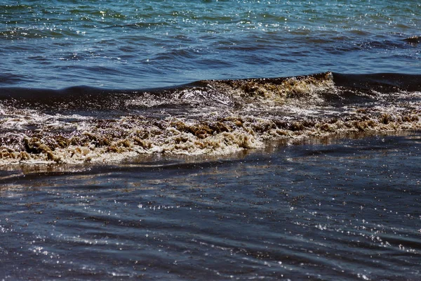 Dirty sea wave nailed to shore old dirty algae. Dirty with brown seaweed line of sea surf on beach. Dirty sea, environmental problem of environmental pollution. Seaweed in sea wave. Beach is closed. Bathing is prohibited