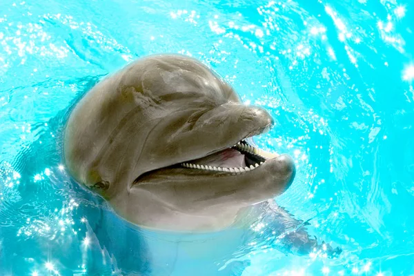 Delfín Hermoso Alegre Sonriendo Agua Azul Piscina Día Soleado Claro — Foto de Stock