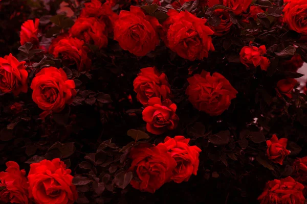 Doğada güzel taze güller. Doğal arka plan, bahçedeki çalılıklardaki güllerin kabarıklığı. Şehir parkının ara sokağındaki kırmızı güllerden oluşan bir çalıya yakın plan.