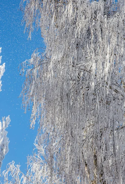 Krásná Zimní Krajina Scénu Pozadí Wit Zasněžené Stromy Ledová Řeka — Stock fotografie