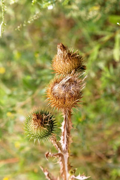 Piante Erbacee Cardo Mariano Silybum Marianum Campo Con Marian Potere — Foto Stock