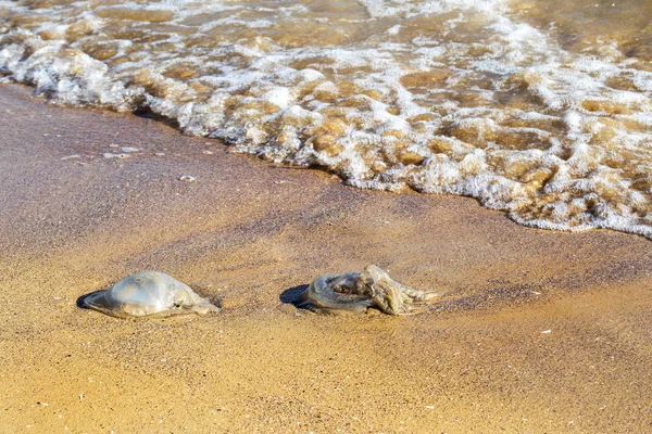 Massive Invasion Large Marine Jellyfish Beaches Due Sharp Cooling Water — Stock Photo, Image