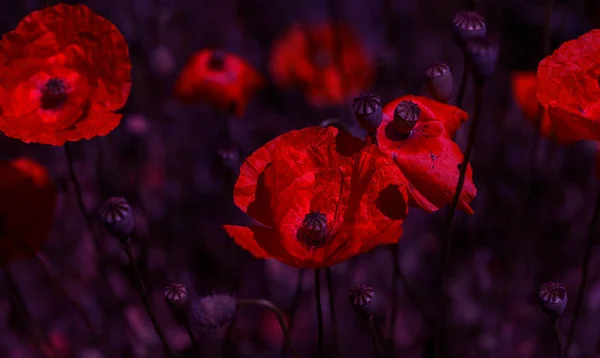 Bloemen Rode Papavers Bloesem Wilde Velden Mooie Veld Rode Papavers — Stockfoto