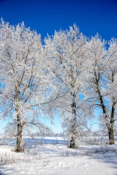 Güzel Kış Manzara Sahne Arka Plan Zekâ Kar Ağaçlar Buz — Stok fotoğraf