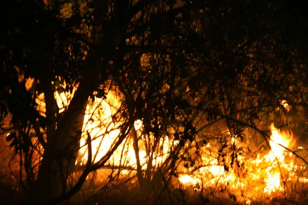Waldbrand Umgestürzter Baum Verbrennt Bei Brand Auf Dem Boden Feuer — Stockfoto