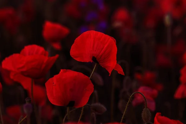 Vahşi Alanda Çiçek Kırmızı Haşhaş Çiçeği Seçici Odak Ile Güzel — Stok fotoğraf