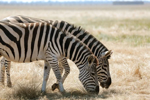 Cebra Pastando Los Pastos Vivo Safari Desierto Nacional Bio Askania —  Fotos de Stock