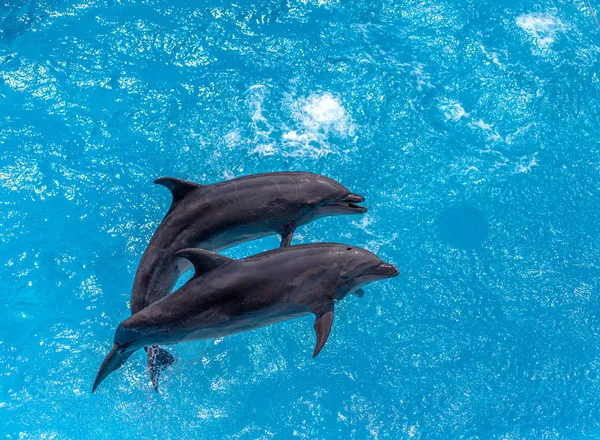 Cieszę Się Piękny Delfin Uśmiechający Się Wodzie Niebieski Basen Jasny — Zdjęcie stockowe