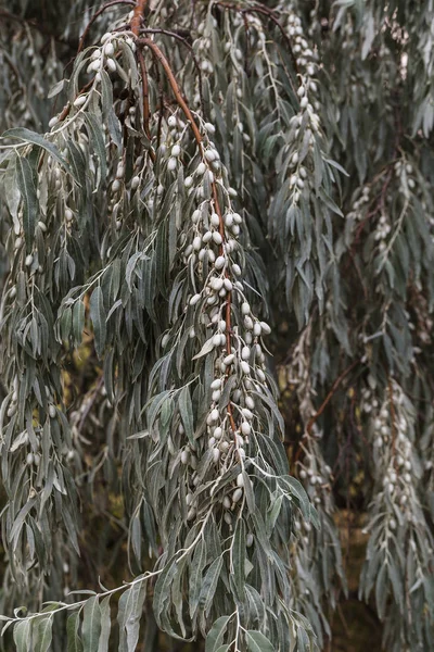 Vilda Smaklös Oätliga Olive Frukt Ett Olivträd Oliver Och Grenar — Stockfoto