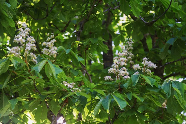 ヨーロッパグリ 木の枝で開花 トチノキ トチの実の木 栗の木の花を咲かせて春 栗の木の開花枝 — ストック写真
