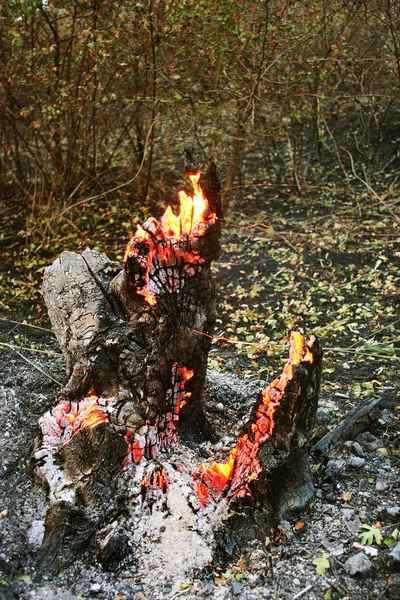 Waldbrand Umgestürzter Baum Verbrennt Bei Brand Auf Dem Boden Feuer — Stockfoto